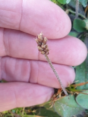 Plantago raoulii