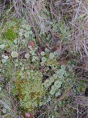 Cladonia pyxidata