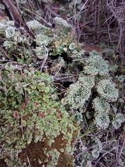 Cladonia pyxidata
