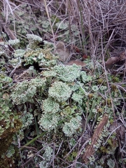 Cladonia pyxidata
