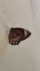 Elymnias hypermnestra