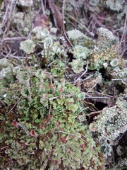 Cladonia pyxidata