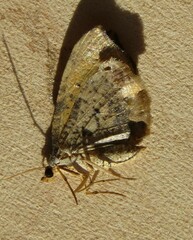 Platypepla spurcata