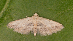 Araeopteron canescens