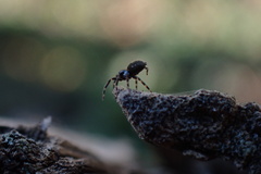 Nurscia albomaculata