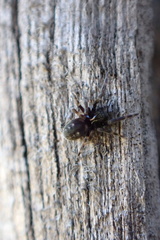 Nurscia albomaculata