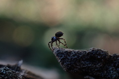 Nurscia albomaculata