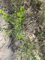 Bossiaea rhombifolia
