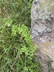 Adiantum atroviride