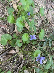 Viola silicestris