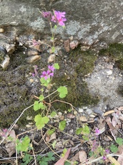Pelargonium inodorum