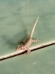 Hemidactylus platyurus