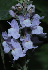 Linaria repens