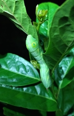 Theretra pallicosta