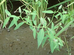 Sphenoclea zeylanica