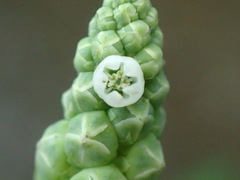 Sphenoclea zeylanica