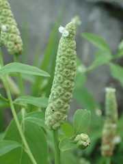 Sphenoclea zeylanica