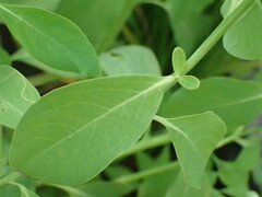 Sphenoclea zeylanica
