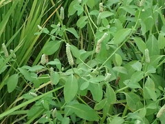 Sphenoclea zeylanica
