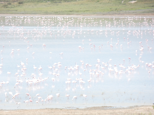 Lesser Flamingo