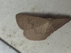 Cyclophora obstataria