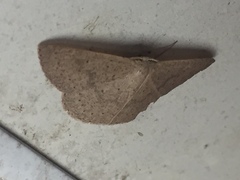 Cyclophora obstataria