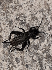 Teleogryllus commodus