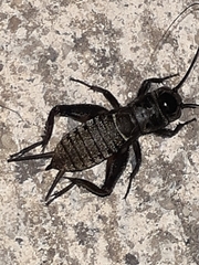 Teleogryllus commodus