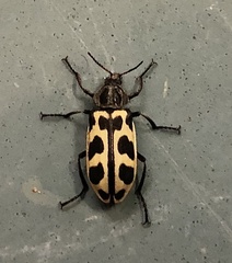 Astylus atromaculatus