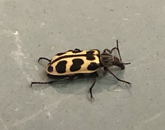 Astylus atromaculatus