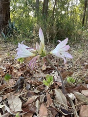 Amaryllis belladonna