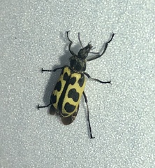 Astylus atromaculatus
