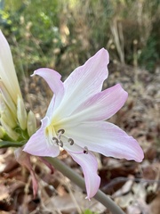 Amaryllis belladonna