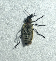 Astylus atromaculatus