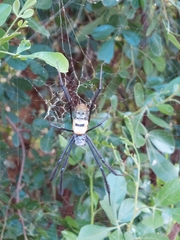 Trichonephila fenestrata