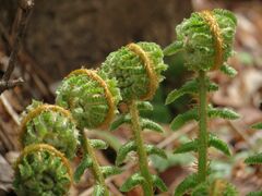 Dryopteris crassirhizoma