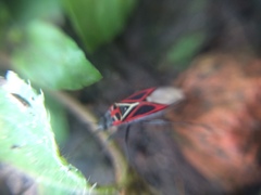 Anochrostomus formosus