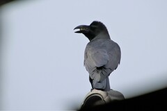 Corvus macrorhynchos