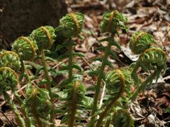 Dryopteris crassirhizoma