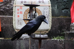 Corvus macrorhynchos