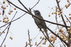 Hypsipetes amaurotis