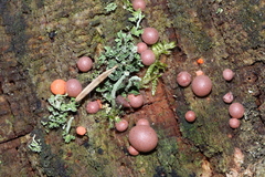 Lycogala epidendrum