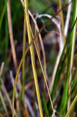 Carex flagellifera