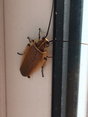 Ellipsidion humerale