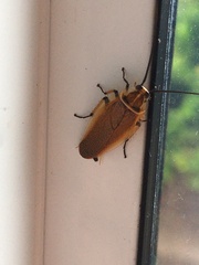 Ellipsidion humerale