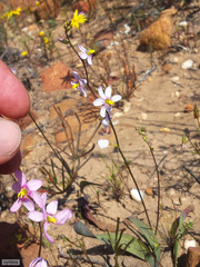 Ixia scillaris scillaris