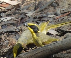 Lichenostomus melanops