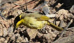 Lichenostomus melanops
