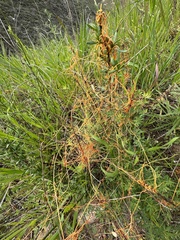 Cuscuta californica