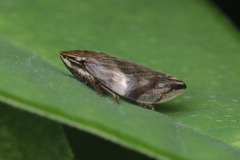 Aphrophoridae